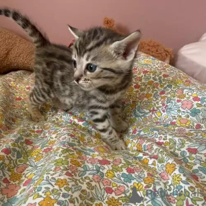 Zdjęcie №2 do zapowiedźy № 167250 na sprzedaż  kot bengalski - wkupić się Niemcy prywatne ogłoszenie