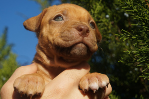 Dodatkowe zdjęcia: Hodowla LOVELY HEARTS, szczenięta pit bull terriera hodowli sportowej