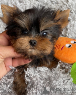 Zdjęcie №3. Yorkshire Terrier. Niemcy