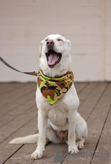 Zdjęcie №4. Sprzedam pies nierasowy w Москва.  - cena - Bezpłatny