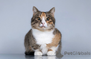 Zdjęcie №2 do zapowiedźy № 165120 na sprzedaż   - wkupić się Federacja Rosyjska prywatne ogłoszenie