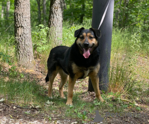 Zdjęcie №4. Sprzedam pies nierasowy w Москва. prywatne ogłoszenie - cena - Bezpłatny