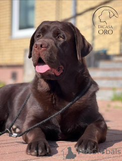 Zdjęcie №2 do zapowiedźy № 137775 na sprzedaż  labrador retriever - wkupić się Federacja Rosyjska hodowca