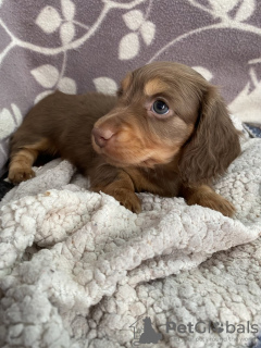 Zdjęcie №3. KC Reg Mini Teckels à Poils Longs. Niemcy