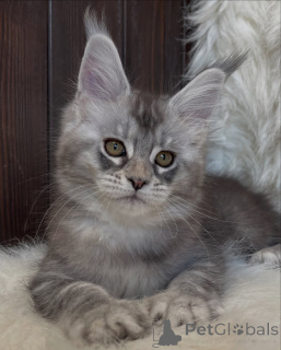 Zdjęcie №3. Wielkie serce, większe łapy Atlas niesie miłość jak legenda.. Islandia