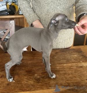 Zdjęcie №1. charcik włoski - na sprzedaż w Bad Wildungen | negocjowane | Zapowiedź №162204