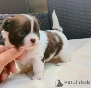 Zdjęcie №1. chihuahua (rasa psów) - na sprzedaż w Erfurt | negocjowane | Zapowiedź №166165