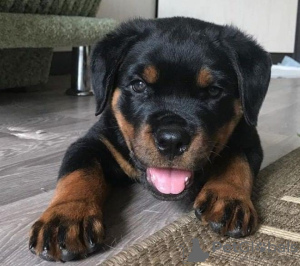 Zdjęcie №1. rottweiler - na sprzedaż w Stockholm | 1779zł | Zapowiedź №56630