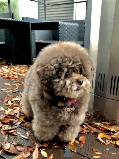 Zdjęcie №2 do zapowiedźy № 160247 na sprzedaż  pudel (zabawka) - wkupić się Finlandia prywatne ogłoszenie