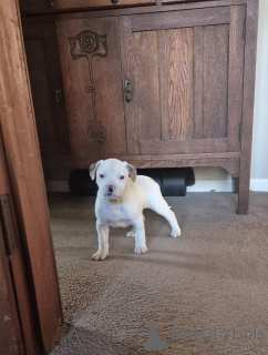 Zdjęcie №2 do zapowiedźy № 144559 na sprzedaż  buldog amerykański - wkupić się Niemcy hodowca