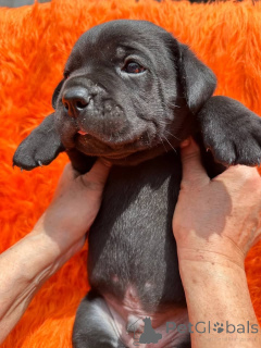 Zdjęcie №4. Sprzedam cane corso w Aalborg. prywatne ogłoszenie, hodowca - cena - 6zł