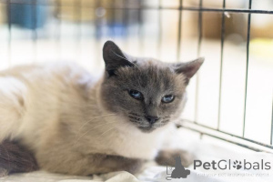 Zdjęcie №3. Niesamowita uroda Agata jest w dobrych rękach.. Federacja Rosyjska