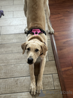 Zdjęcie №2 do zapowiedźy № 134976 na sprzedaż  labrador retriever - wkupić się USA prywatne ogłoszenie