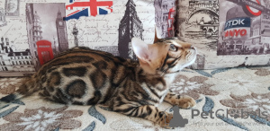Zdjęcie №2 do zapowiedźy № 9786 na sprzedaż  kot bengalski - wkupić się Federacja Rosyjska od żłobka