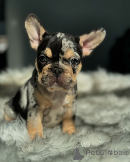 Zdjęcie №2 do zapowiedźy № 150631 na sprzedaż  buldog francuski - wkupić się Niemcy ze schronu, hodowca