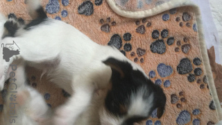 Zdjęcie №2 do zapowiedźy № 11206 na sprzedaż  yorkshire terrier biewer - wkupić się Białoruś prywatne ogłoszenie