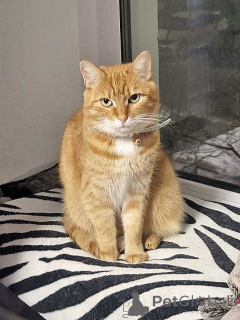 Zdjęcie №3. Dobrze wychowana, inteligentna ruda kotka Alicja szuka domu. Federacja Rosyjska