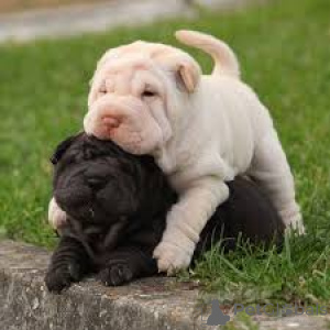 Zdjęcie №1. shar pei - na sprzedaż w Berlin | negocjowane | Zapowiedź №136789