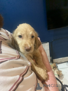 Zdjęcie №1. golden retriever - na sprzedaż w Eisenach | 1435zł | Zapowiedź №157678