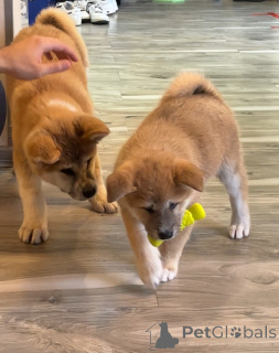 Zdjęcie №1. akita (rasa psa) - na sprzedaż w Tbilisi | 3812zł | Zapowiedź №144150