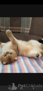 Zdjęcie №2 do zapowiedźy № 136922 na sprzedaż  scottish straight - wkupić się Federacja Rosyjska hodowca