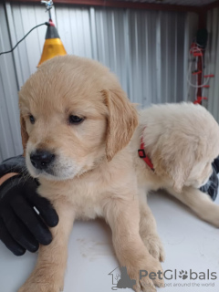 Zdjęcie №3. Schöne Golden Retriever Welpen. Niemcy