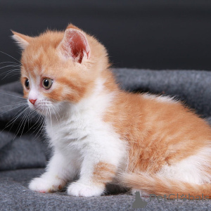 Zdjęcie №3. Kocięta Munchkina. Niemcy
