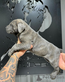 Zdjęcie №2 do zapowiedźy № 155089 na sprzedaż  cane corso - wkupić się Irlandia hodowca