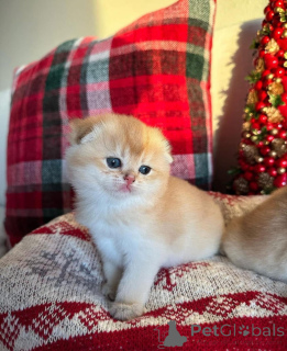 Zdjęcie №3. Kocięta Munchkina do adopcji. mamy kocięta Munchkina do adopcji w każdym. Kanada