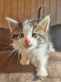 Zdjęcie №4. Sprzedam  w Moskova. prywatne ogłoszenie - cena - Bezpłatny