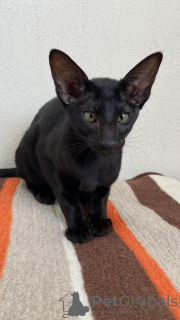 Zdjęcie №4. Sprzedam kot orientalny w Дальян. prywatne ogłoszenie - cena - 773zł