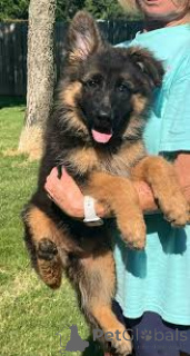 Zdjęcie №3. Adorables oferuje Berger Allemand do sprzedaży. Francja