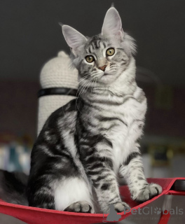 Zdjęcie №1. maine coon - na sprzedaż w Baden-Baden | 4544zł | Zapowiedź № 163190