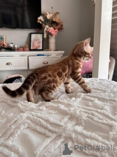 Zdjęcie №1. kot bengalski - na sprzedaż w Wetzikon | 3588zł | Zapowiedź № 152753