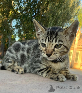 Zdjęcie №3. Urocze kocięta bengalskie do adopcji. Niemcy