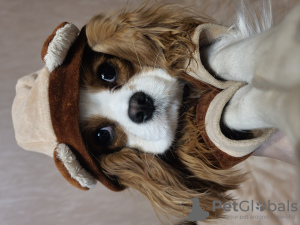 Dodatkowe zdjęcia: Suczka Cavalier King Charles Spaniel