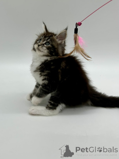 Zdjęcie №3. Dziewczyna z Maine Coona. Ukraina