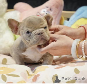 Zdjęcie №2 do zapowiedźy № 144359 na sprzedaż   - wkupić się Niemcy prywatne ogłoszenie, hodowca