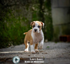 Zdjęcie №3. Amerykański Stafford Terrier szczenięta. Czarnogóra