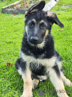 Zdjęcie №1. owczarek wschodni - na sprzedaż w Soligorsk | 3289zł | Zapowiedź №150132