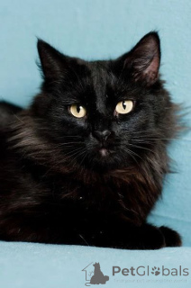 Zdjęcie №3. Iman z psotnego ogona. Białoruś