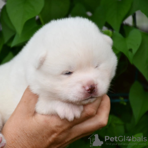 Zdjęcie №2 do zapowiedźy № 57773 na sprzedaż  akita (rasa psa) - wkupić się Ukraina od żłobka, hodowca