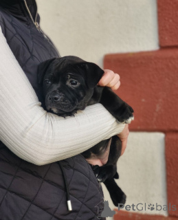 Zdjęcie №1. staffordshire bull terrier - na sprzedaż w Fijnaart | negocjowane | Zapowiedź №172904