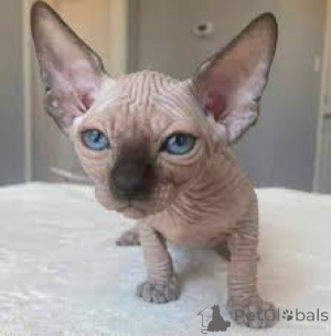 Zdjęcie №3. Urocze chatons Sphynx à adopter.. Finlandia