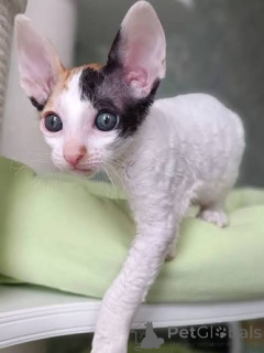 Zdjęcie №1. kot cornish rex - na sprzedaż w Þorlákshöfn | negocjowane | Zapowiedź № 173232