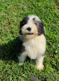 Zdjęcie №4. Sprzedam bearded collie w Tennessee City.  - cena - Bezpłatny