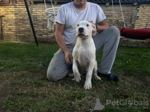 Zdjęcie №3. Szczenięta Dogo Argentino. Serbia