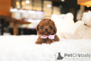 Zdjęcie №4. Sprzedam pudel (zabawka) w Czarleston. hodowca - cena - negocjowane