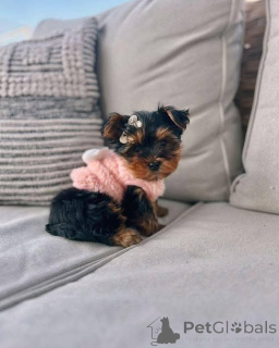 Zdjęcie №1. yorkshire terrier - na sprzedaż w El Paso | 2033zł | Zapowiedź №147156