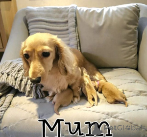 Zdjęcie №3. Потрясающая длинношерстная кремовая такса. USA